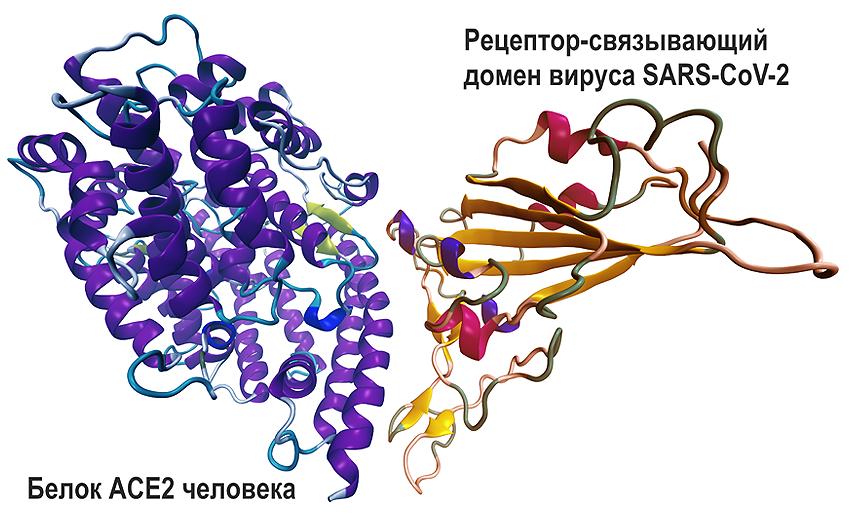 Моделирование взаимодействия белка человека ACE2 с рецепторо-связывающим доменом вируса SARS-CoV-2